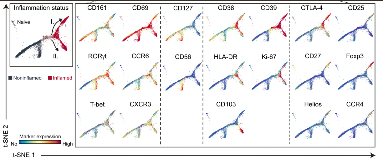 Trajectory analysis showing bifurcating CD4+ memory T cell plasticity in inflamed IBD tissue