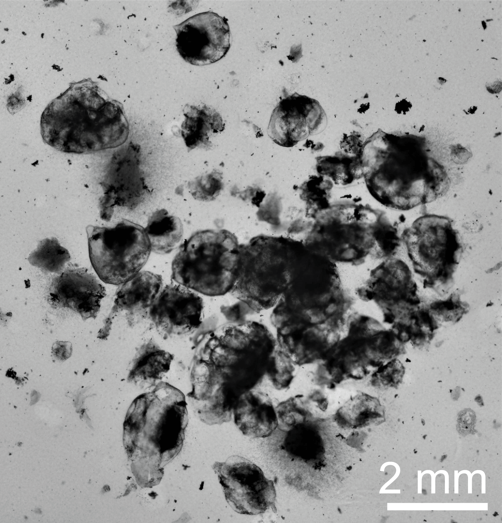 Organoids